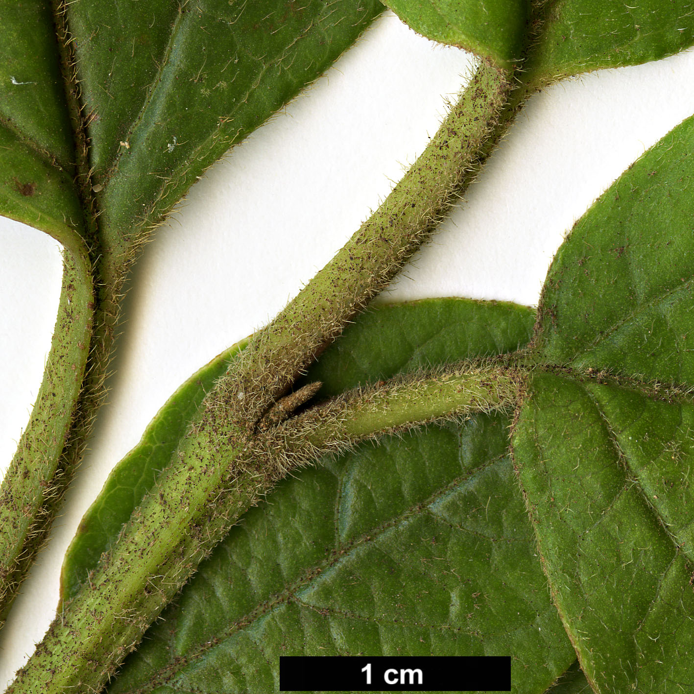 High resolution image: Family: Adoxaceae - Genus: Viburnum - Taxon: rugosum